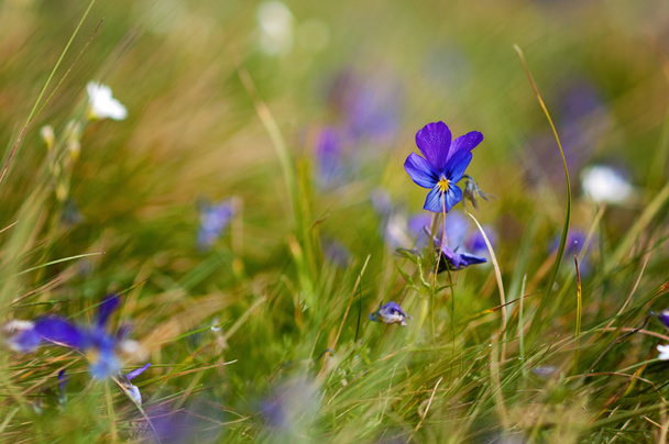 Violet flower - Photo, Image