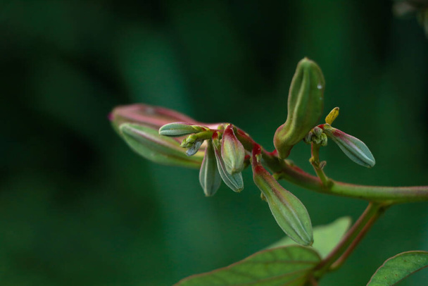 Pembe renk Bauhinia acuminate veya orkide ağacı çiçeği, seçici odak - Fotoğraf, Görsel