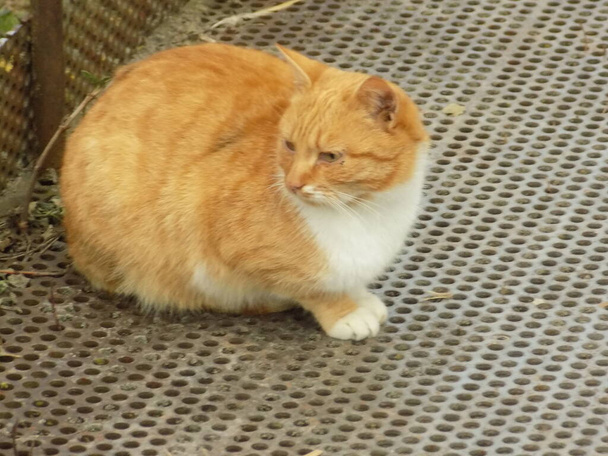 Chat domestique, ou chat domestique (Felis silvestris catus))           - Photo, image