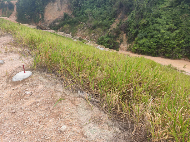 IPOH, MALAYSIA - 16 МАРТА 2020: Постоянная защита от наклона с помощью метода закрытого турфинга для предотвращения эрозии. Выбранный тип травы, используемый для метода. Трава также стабилизирует структуру склона. - Фото, изображение