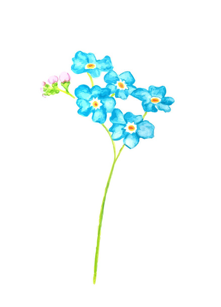 Forget me not flower isolated on white background. Blue and pink bloom. Illustration.  - Vector, Image