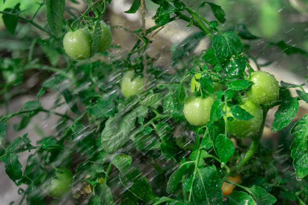 Green tomatoes in the greenhouse. Water the vegetables. Growing plants in the garden. Unripe tomatoes. Products for the salad. Cultivated plant. - Fotó, kép
