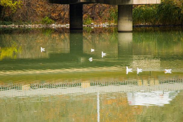 Gaviotas en el agua, río Mtkvari en Tiflis, Georgia. Aves en el agua. - Foto, imagen