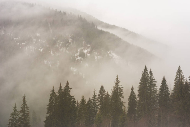Winterse Karpaten bij bewolkt weer met mistige bossen - Foto, afbeelding