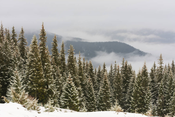 Зимние Карпаты в облачную погоду с туманными лесами - Фото, изображение