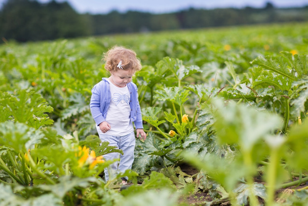 Pikkutyttö kävelee kesäkurpitsapellolla maatilalla
 - Valokuva, kuva