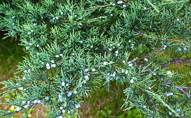 Branches of a juniper. Fon. Beautiful background. Banner. Peaceful nature. - 写真・画像