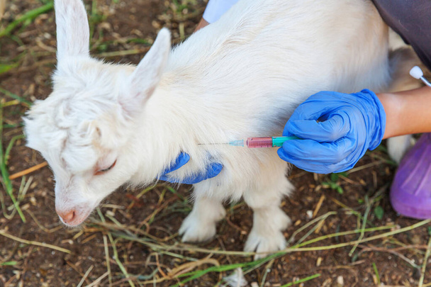 Jonge dierenarts vrouw met spuit vasthouden en injecteren geit kind op ranch achtergrond. Jonge geiten met dierenhanden, vaccinatie in natuurlijke eco boerderij. Dierverzorging en ecologisch landbouwconcept - Foto, afbeelding