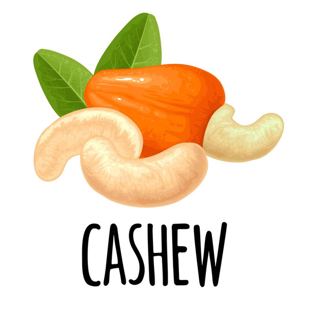 Cashew nut with fetus and leaf. Vector color realistic illustration. Isolated on white background. - Вектор,изображение