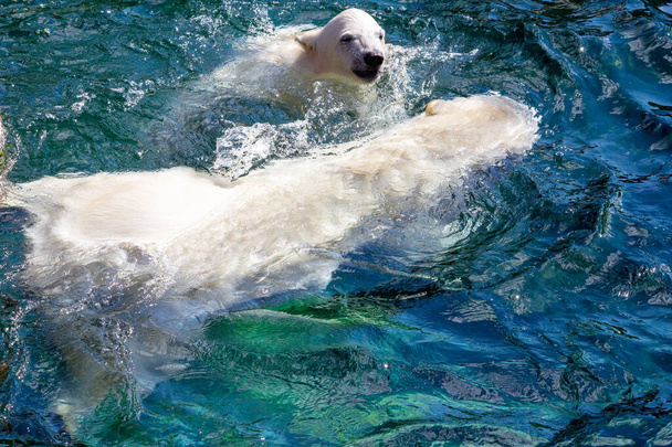 Uitzicht op twee ijsberen tijdens het zwemmen, Ursus maritimus - Foto, afbeelding