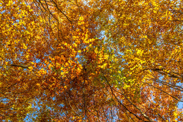 秋のカラフルな木。美しい青空と黄金の木の上を通して輝く暖かい秋の太陽。秋の自然景観。美しい秋の季節の概念のコピースペース。下から撮影された木の上 - 写真・画像