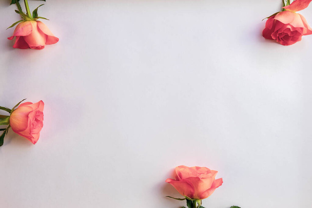 cuatro rosas en diferentes lados de un fondo blanco, vista superior - Foto, imagen