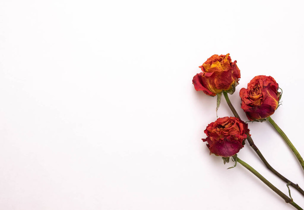 old dry roses lie on a white background, top view - Photo, Image
