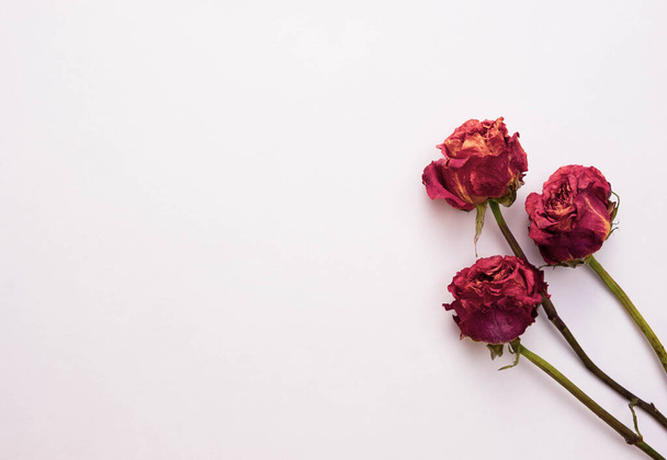 three old dry roses lie on a white background, top view - Photo, Image