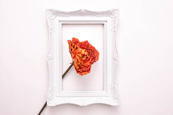 dead orange rose in a white frame for a photo on a white background, top view - Photo, Image