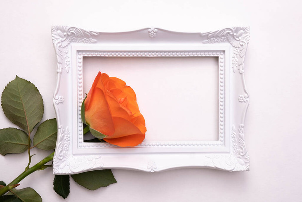 live orange rose in a white frame for a photo on a white background, top view - Photo, image