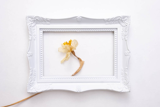 white frame for a photo on a white background and in it a flower of a dead narcissus, top view - Photo, image