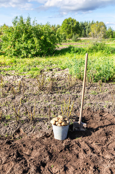 Świeżo zebrane organiczne ziemniaki w metalowym wiadrze i łopatą w ogrodzie warzywnym. Zbiory ziemniaków na polu - Zdjęcie, obraz