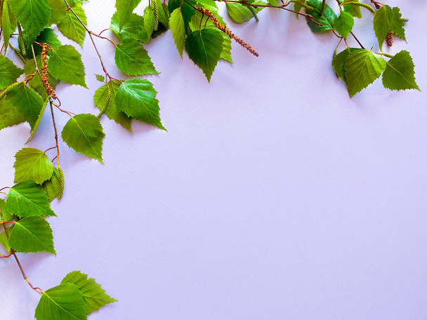 Birch leaves and catkins on a blue background. Place for text or product. Summer concept. - Φωτογραφία, εικόνα