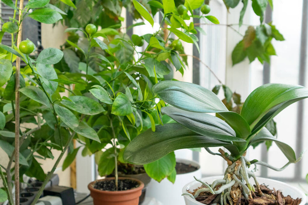 Man caring for indoor houseplant. House plant care concept. - Photo, Image