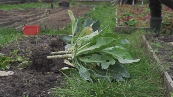 Cleaning the beds from white cabbage waste - Footage, Video