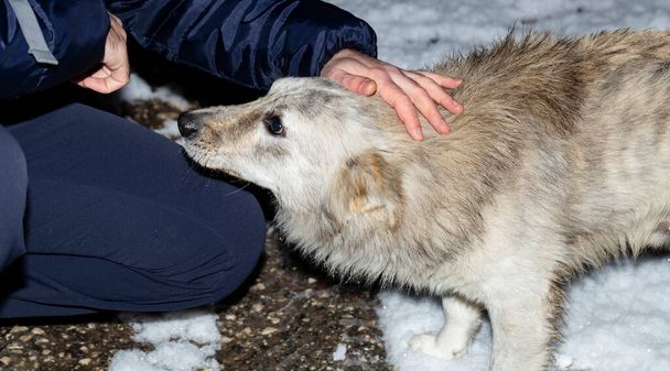 Un hombre juega con un perro callejero. Compasión por los animales. Contacto emocional entre mascota y dueño. - Foto, imagen