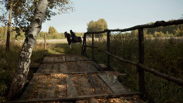 A curious cat sneaks across a wooden bridge to a girl rider sitting on a horse against a natural landscape. - Photo, Image