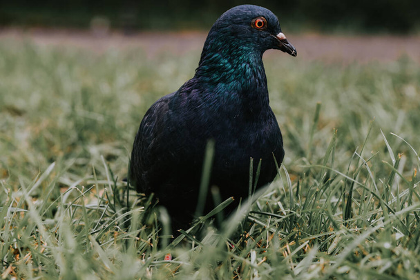 A closeup shot of a pigeon in a park - Photo, Image