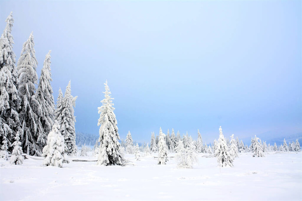A beautiful winter landscape view of some fir trees in a field covered with snow - Foto, imagen