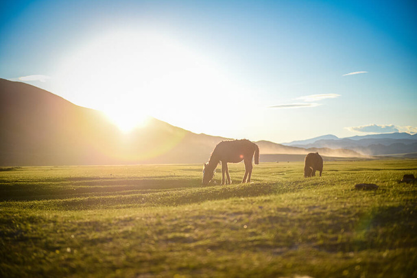Mongolian foal and horses grazing in summer pasture at sunset in Altai mountains western part of Mongolia 20th July 2020. - Φωτογραφία, εικόνα