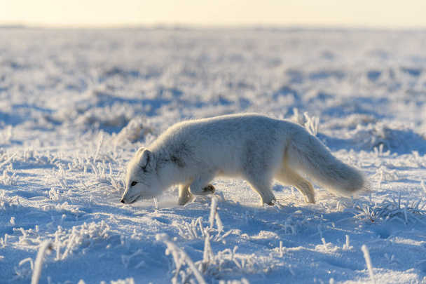 Arctic fox (Vulpes Lagopus) in wilde tundra. Arctic fox standing. - Photo, Image