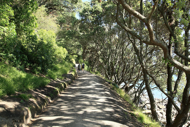 A narrow footpath surrounded by fresh green trees - Fotó, kép