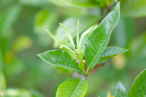 Green leaves of the plant - Photo, image