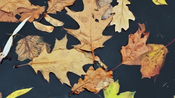 Close-up de folhas de outono coloridas caídas flutuam na superfície da água. - Filmagem, Vídeo
