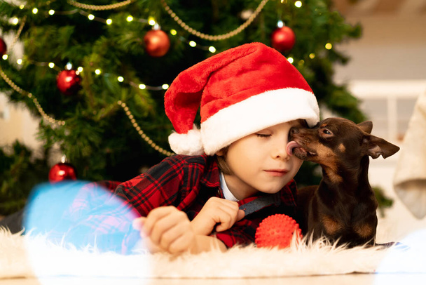 小さな茶色の犬のおもちゃでサンタクロースの帽子の小さな男の子テリアクリスマスを待っています.  - 写真・画像