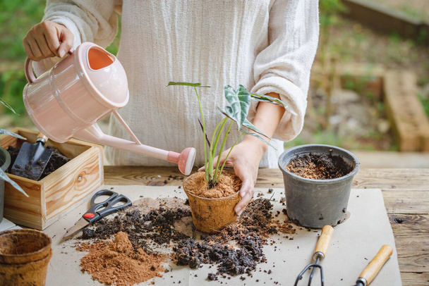Woman transplanting plant a into a new pot and watering plant in the garden, Hobbies and leisure, home gardening, Cultivation and caring for indoor potted plants. Replanting the plant into the pot. - Photo, Image