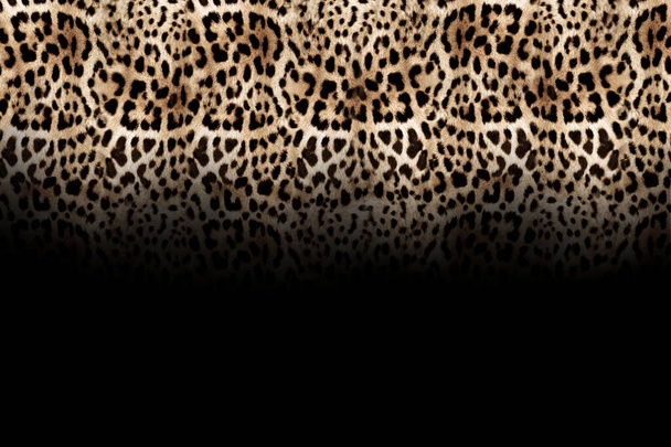 leopar teni dokusu arkaplanı - Fotoğraf, Görsel