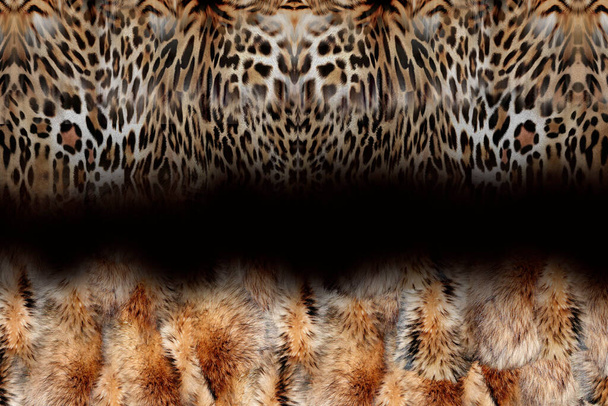 leopard head, close up - Photo, Image