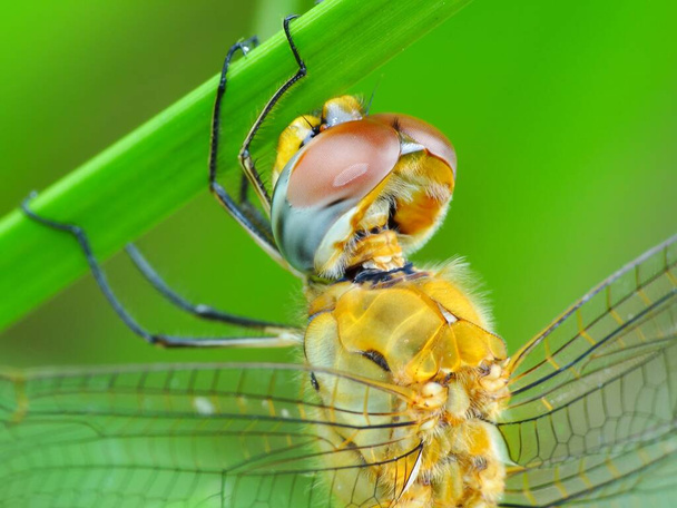 A rovarok teste három részből áll (fej, mellkas és has), három pár ízelt lábbal, összetett szemekkel és egy pár antennával. A rovarok a legkülönbözőbb állatcsoportok. Több mint egymillió leírt fajt tartalmaznak. - Fotó, kép