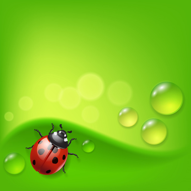 Green background with ladybird and dew - Vetor, Imagem