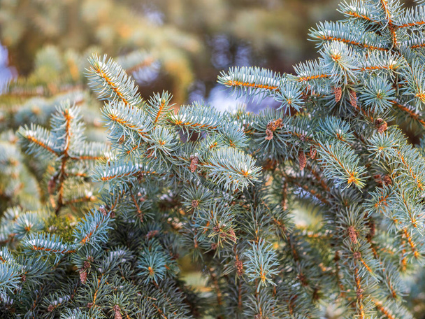 Branches of blue spruce with needles in the sunset light. Fir branch in the rays of the sun. The blue spruce, Colorado spruce, or Colorado blue spruce, with the Latin name Picea pungens. - Foto, imagen