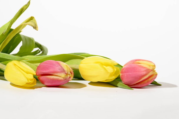 mooie frisse tulpen op lichte achtergrond, zomerconcept, close view   - Foto, afbeelding