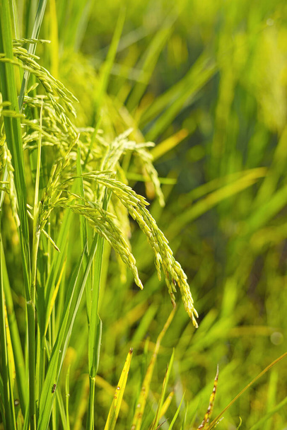 Close up of Paddy rice field green grass - Photo, Image