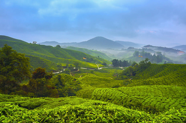 Όμορφη θέα ανατολή στο τσάι Plantation, Cameron Highland - Φωτογραφία, εικόνα
