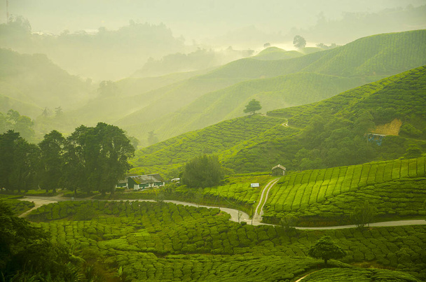 Θολή εικόνα του Όμορφη θέα ανατολή στο τσάι Plantation, Cameron Highland - Φωτογραφία, εικόνα