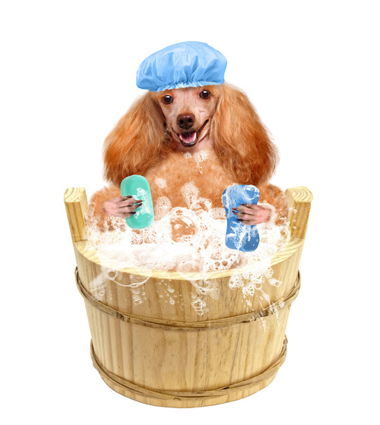 Dog washes - Foto, imagen