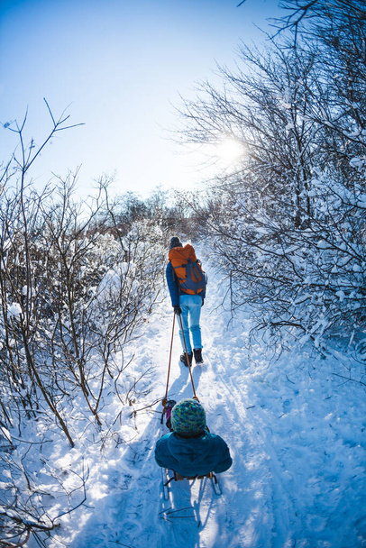 Kobieta ciągnie sanie z dzieckiem, Matka spaceruje z synem przez zaśnieżony las, Zimowy spacer w parku, Chłopiec jeździ na sankach, Zimowe zajęcia z dziećmi. - Zdjęcie, obraz