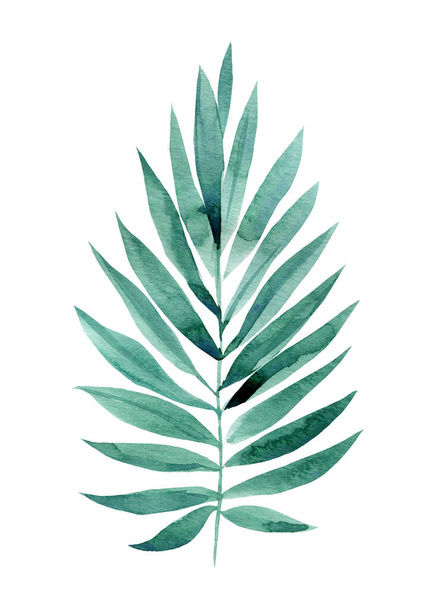 akvarell illusztráció trópusi pálma levelek elszigetelt fehér alapon - Fotó, kép
