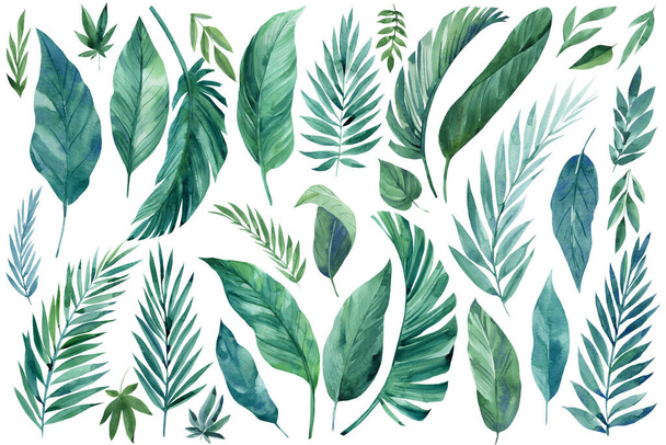 Trópusi növények, fehér háttérrel. Akvarell kézzel festett, nyári előfizető - Fotó, kép