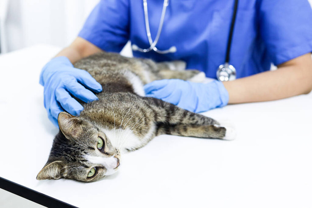 Macska az állatorvosi klinika vizsgálóasztalán. Állatorvosi ellátás. Állatorvos és macska - Fotó, kép